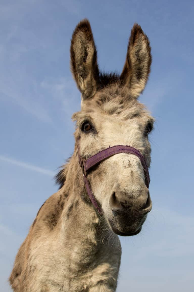 donkey 0002