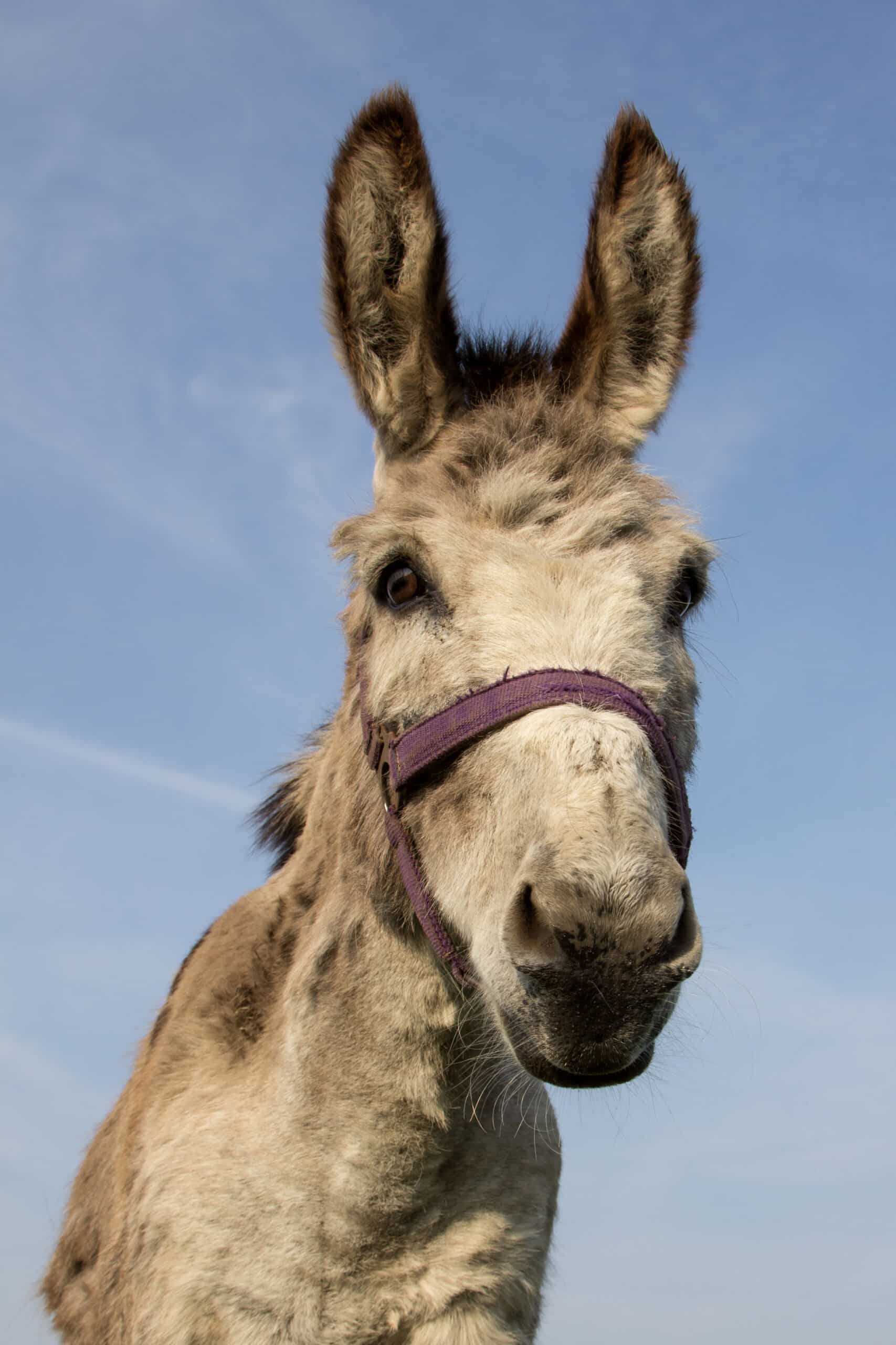 donkey 0002
