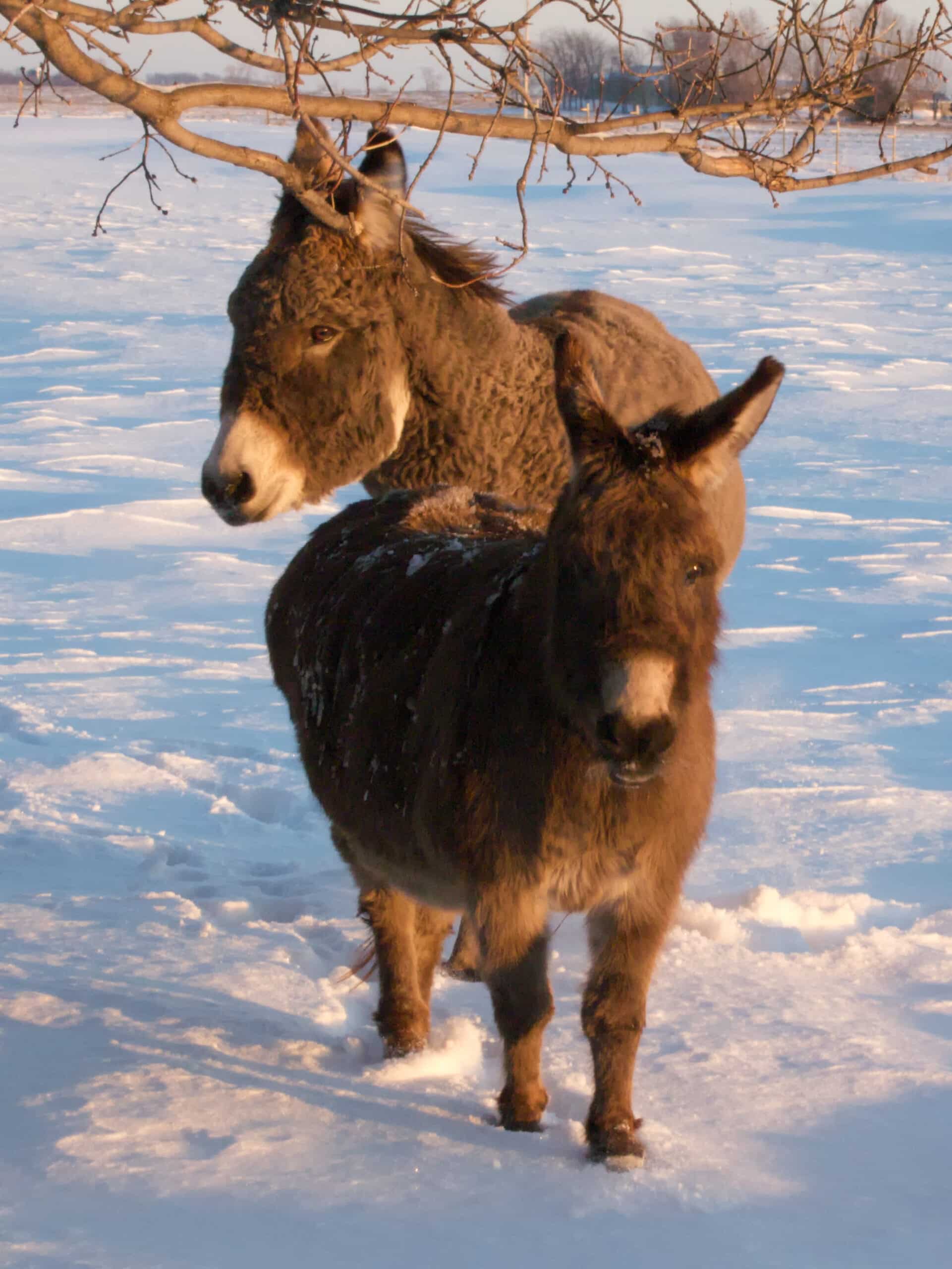 miniature and small standard donkeys