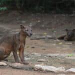 Fossa