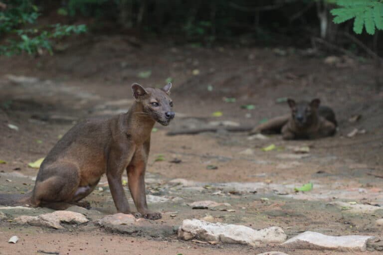 cryptoprocta ferox 61884767 Fossa