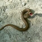 De Kay’s Brown Snake