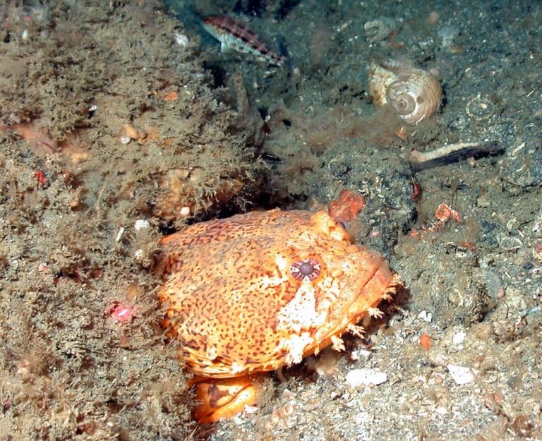 fish3903