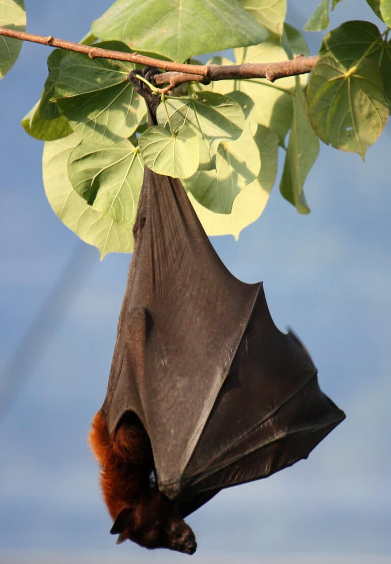 file:kalong (pteropus vampyrus) sleeping 2.jpg file:kalong (pteropus vampyrus) sleeping 2.jpg