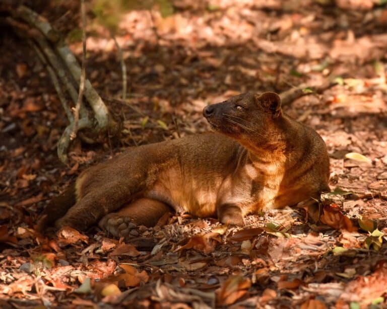 fossa (cryptoprocta ferox), ruhend in madagaskar