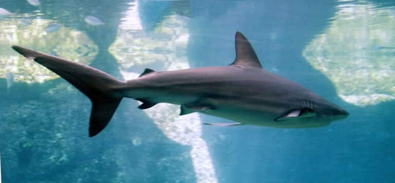 carcharhinus obscurus in ushaka sea world 1016 carcharhinus obscurus in ushaka sea world 1016