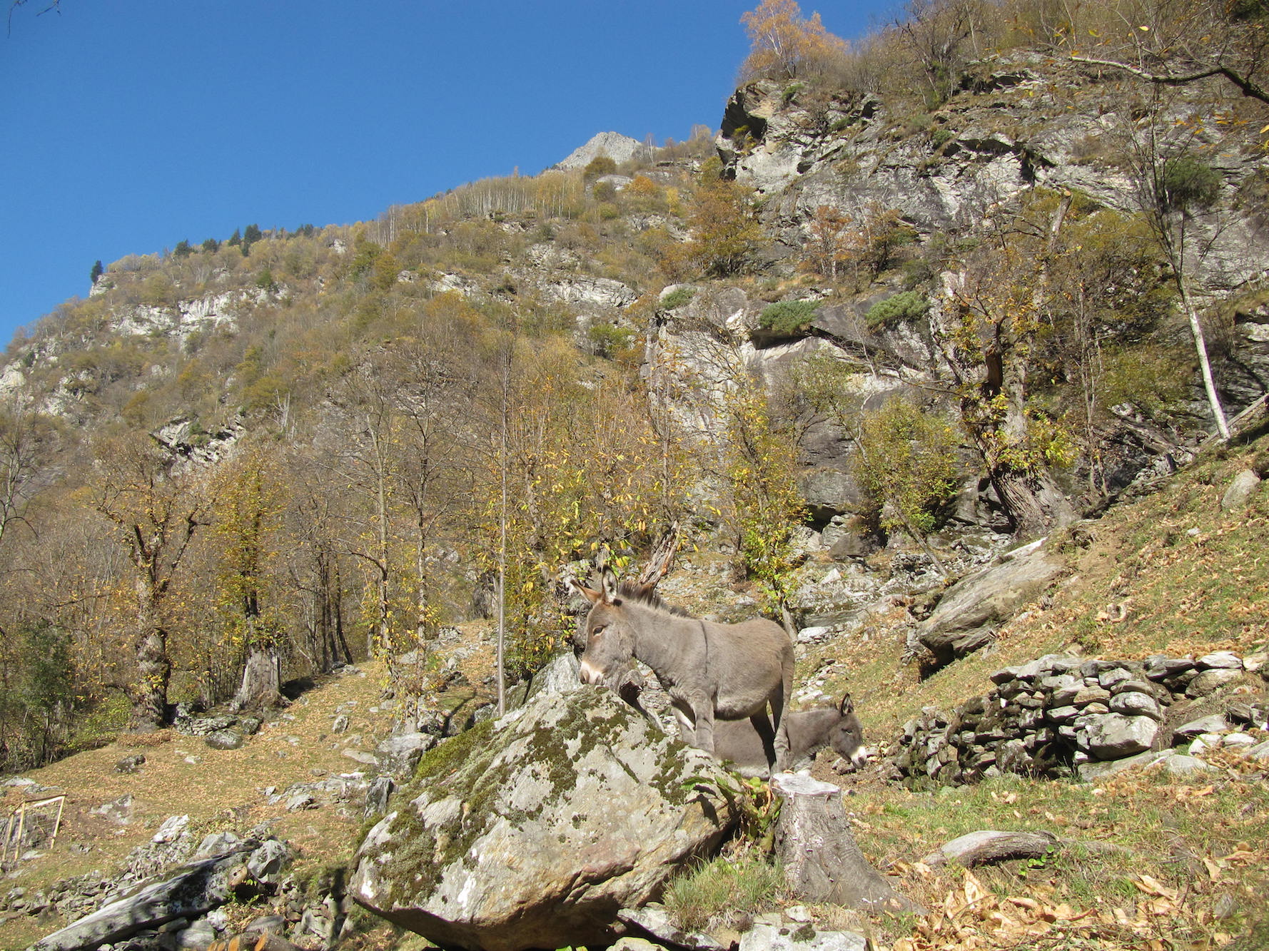selva castanile (chestnut) with donkey, canton ticino