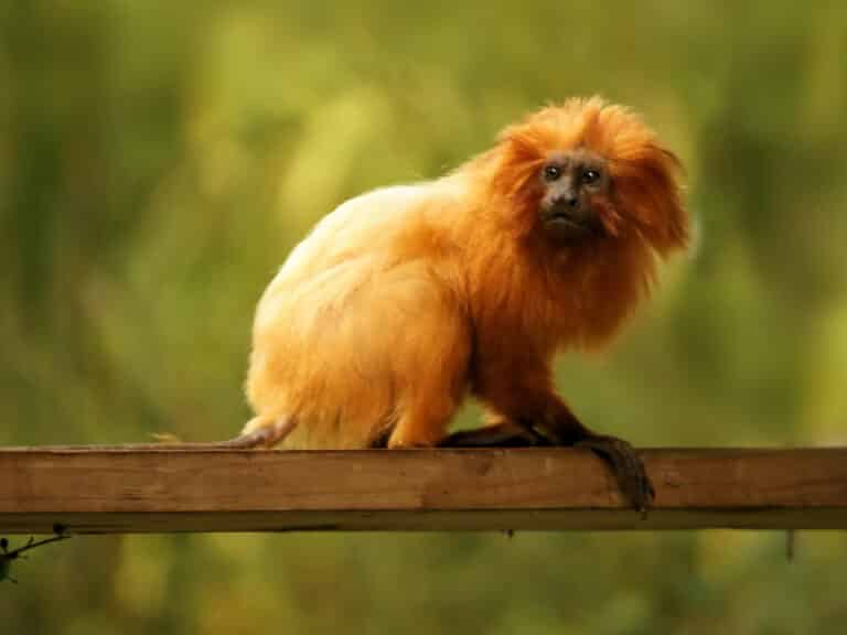 leontopithecus rosalia (portrait) leontopithecus rosalia (portrait)