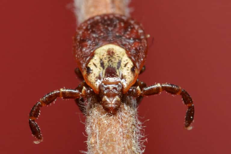 american dog tick (dermacentor variabilis) kitchener, ontario 2019 06 15 (08)