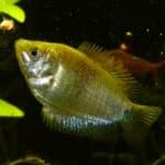 Dwarf Gourami