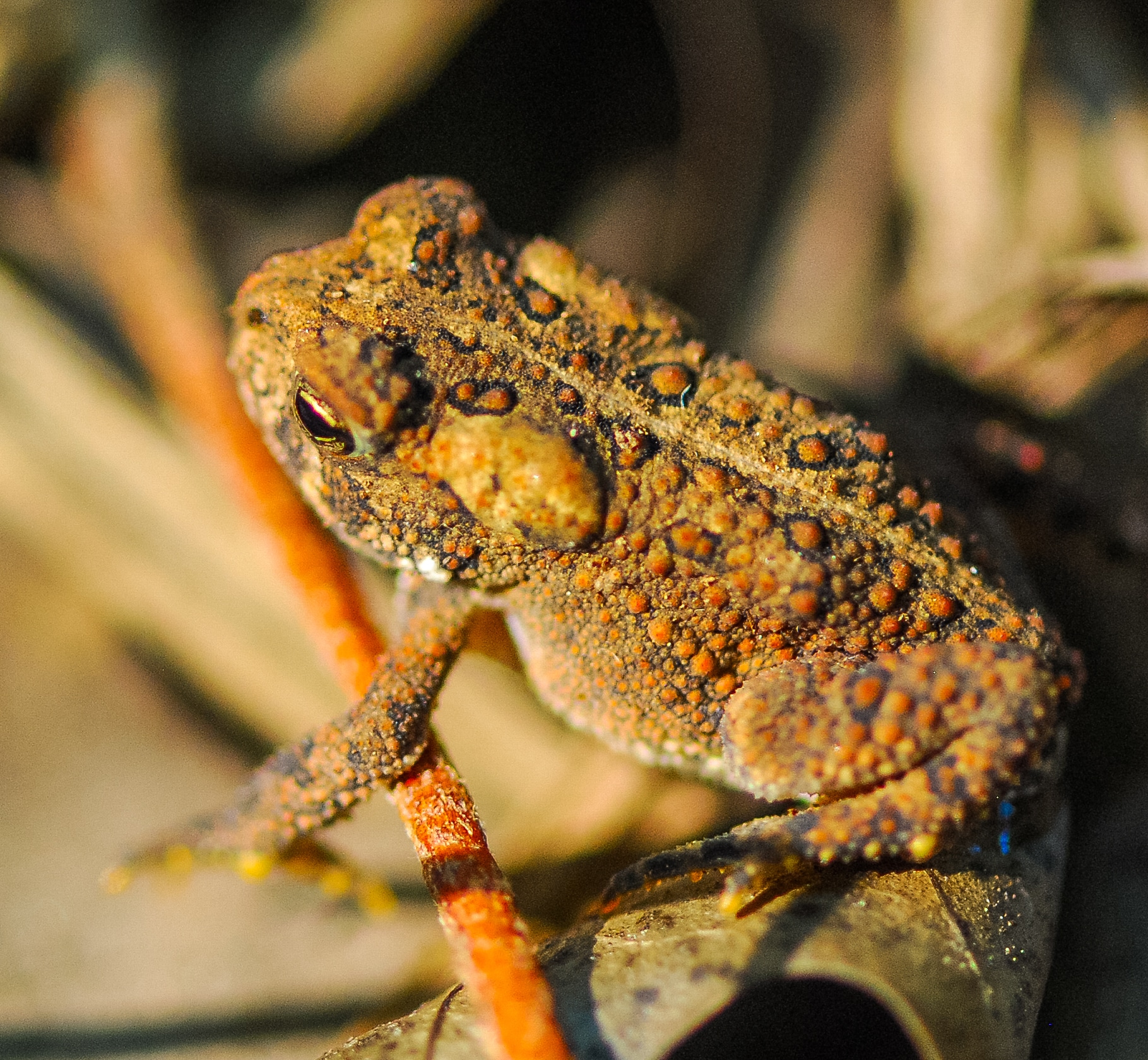 american toad (anaxyrus americanus) flickr wackybadger american toad (anaxyrus americanus) flickr wackybadger