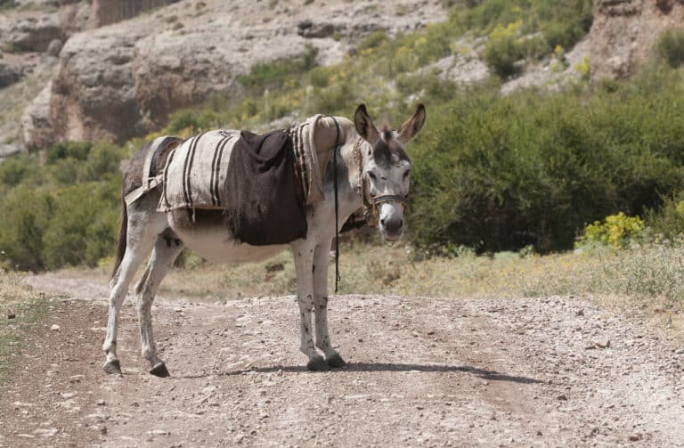equus asinus donkey 02