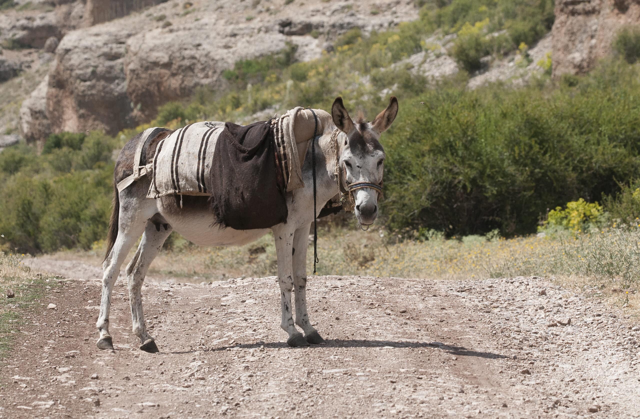 equus asinus donkey 02