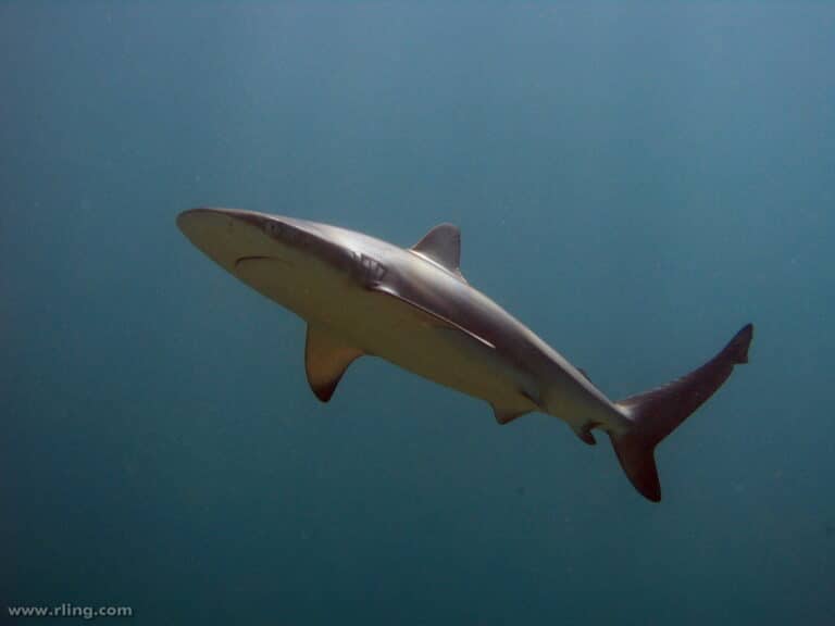 dusky whaler shark dusky whaler shark