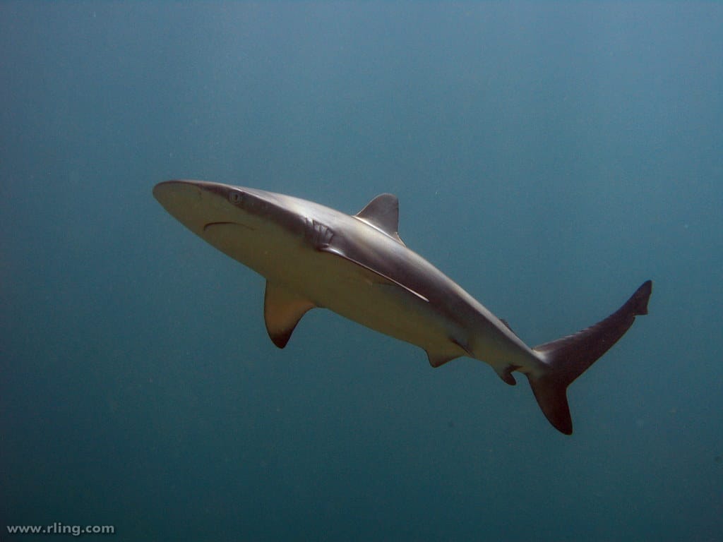 dusky whaler shark dusky whaler shark