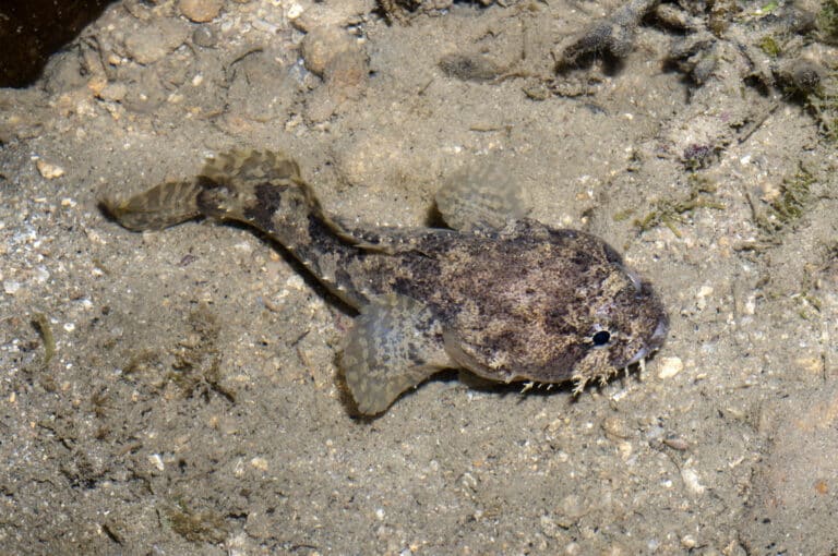 three spined toadfish (batrachomoeus trispinosus)