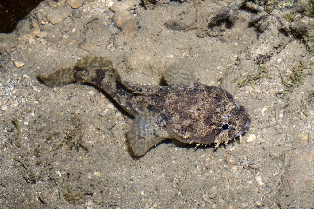 three spined toadfish (batrachomoeus trispinosus)