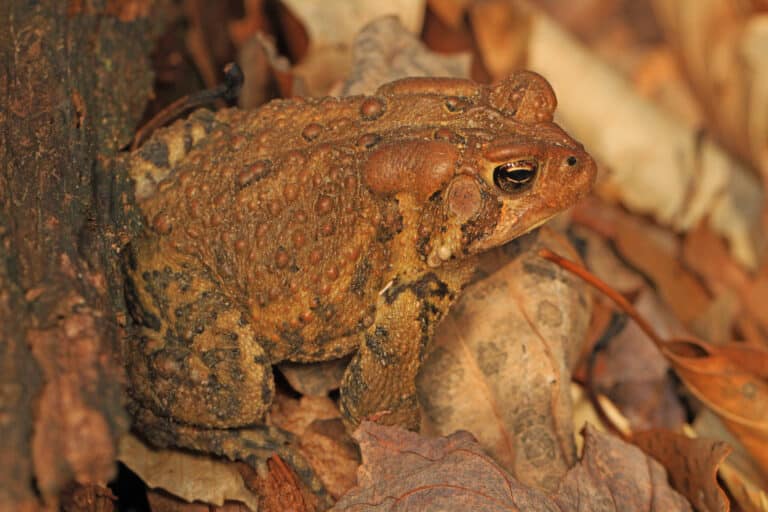 american toad anaxyrus americanus, meadowood farm srma, mason neck, virginia american toad anaxyrus americanus, meadowood farm srma, mason neck, virginia