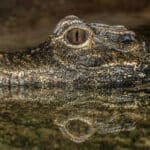 Dwarf Crocodile