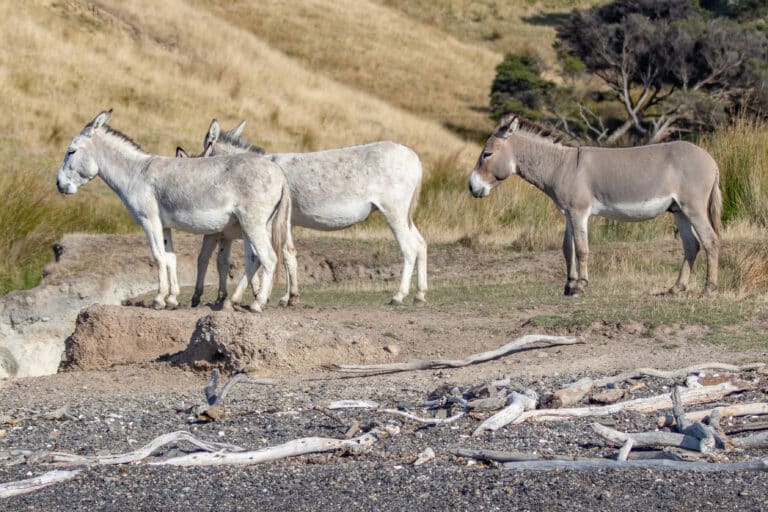 donkey ponui island shaun lee Donkey