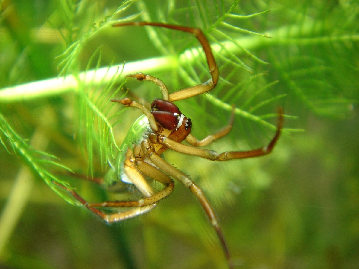 argyroteta aquatica männchen argyroteta aquatica männchen