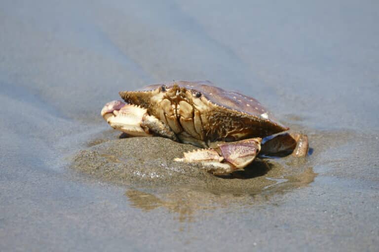 dungeness crab. san mateo county, ca. 2024 08 25 dungeness crab. san mateo county, ca. 2024 08 25