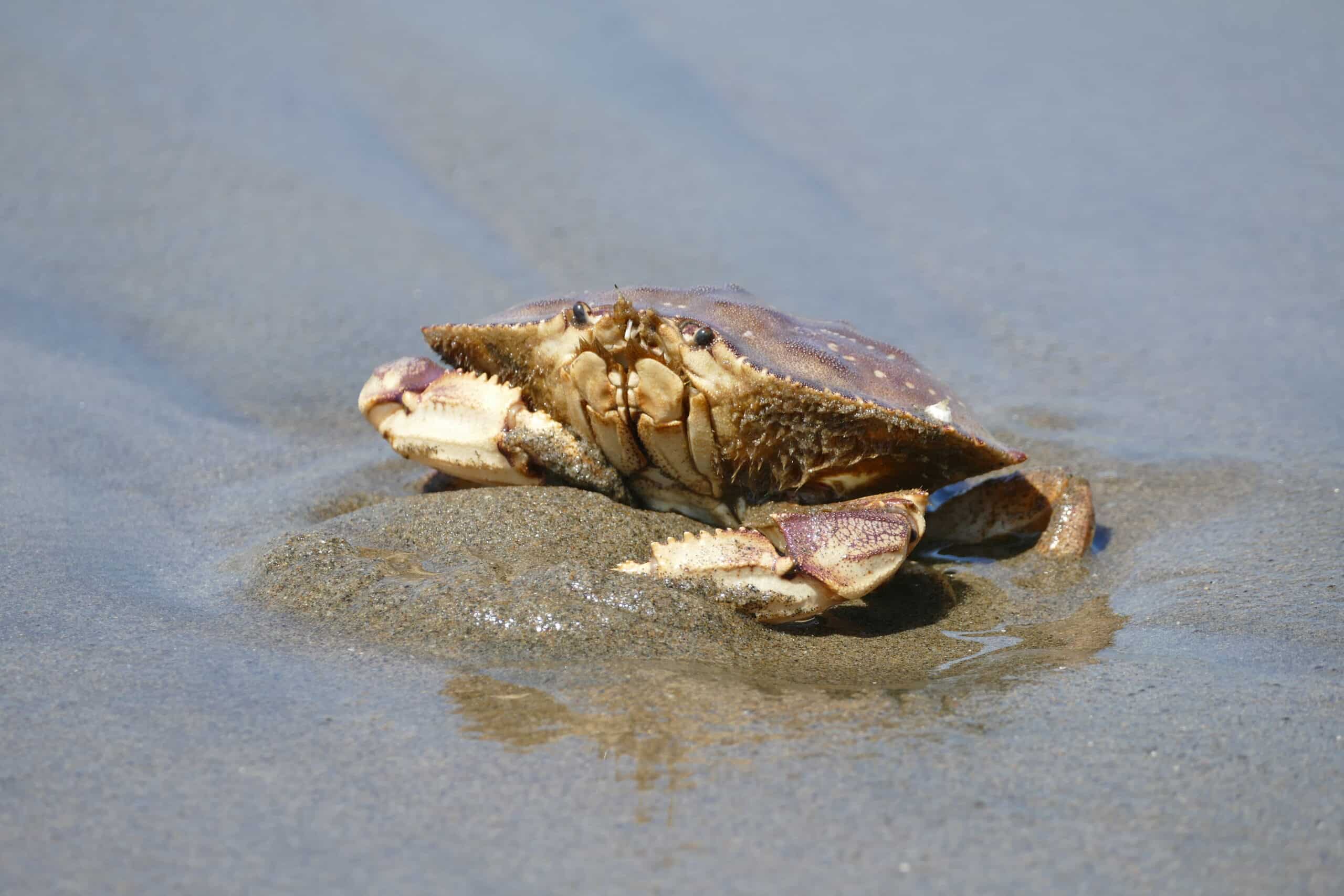 dungeness crab. san mateo county, ca. 2024 08 25 dungeness crab. san mateo county, ca. 2024 08 25