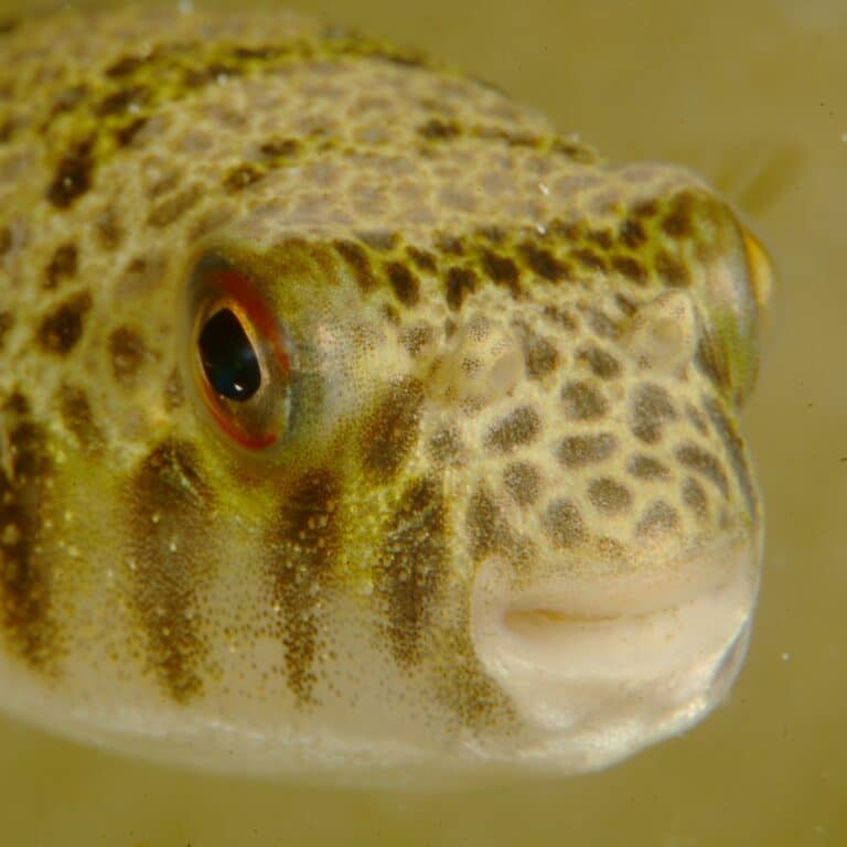 smooth toadfish