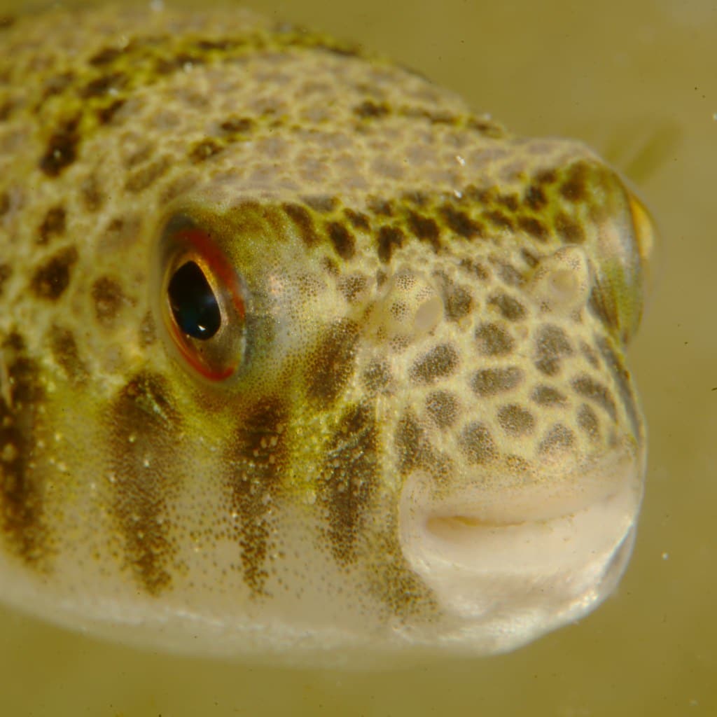 smooth toadfish