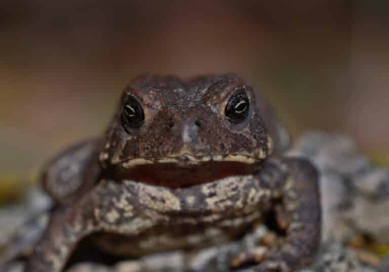 dwarf american toad (anaxyrus americanus charlesmithi) flickr 2ndpeter (1) dwarf american toad (anaxyrus americanus charlesmithi) flickr 2ndpeter (1)