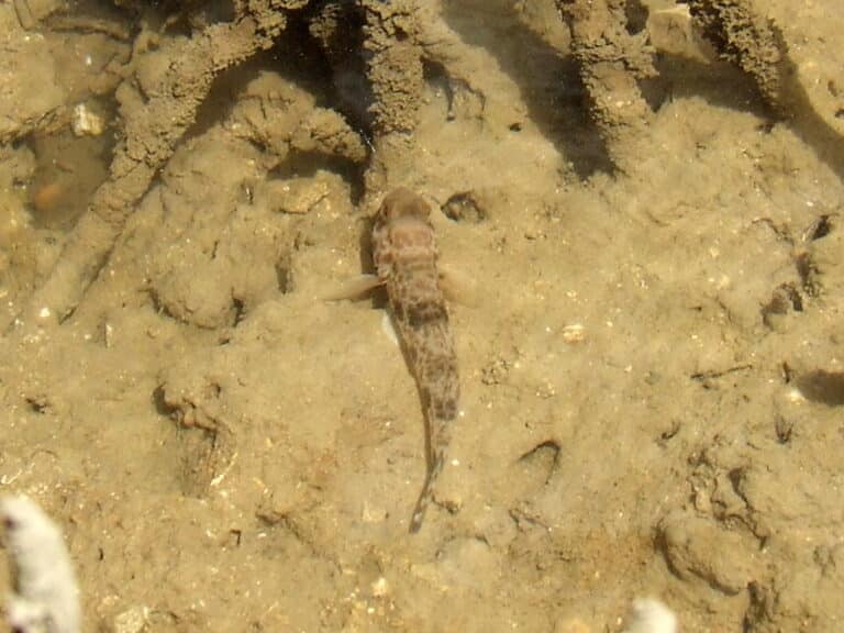 gobiidae goby 10300026 gobiidae goby 10300026