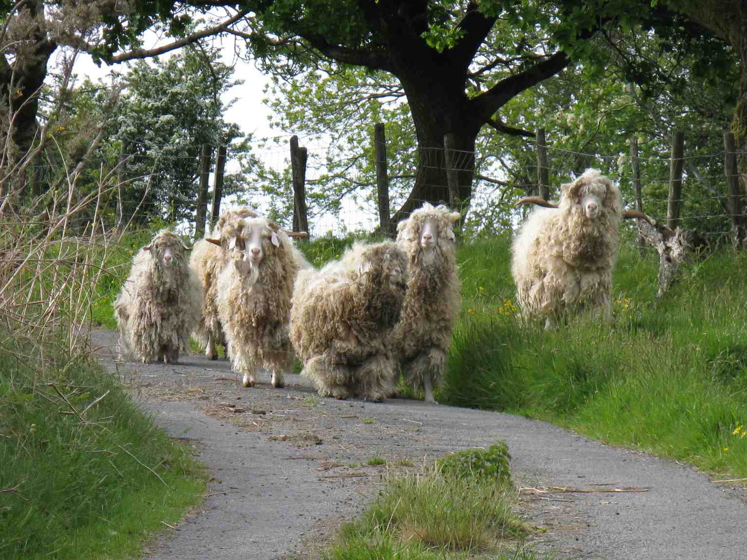 angora goats on mynydd allt y grug geograph.org.uk 1890735 angora goats on mynydd allt y grug geograph.org.uk 1890735