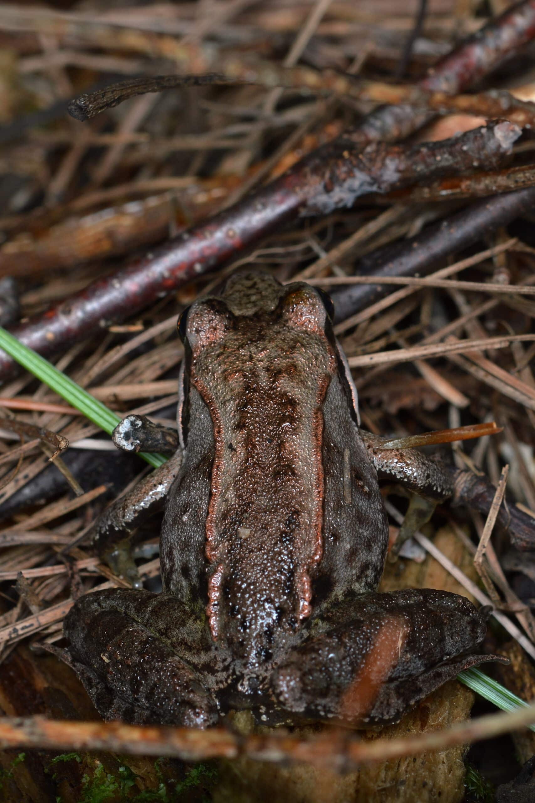 wood frog (lithobates sylvaticus) la pêche, québec 02 wood frog (lithobates sylvaticus) la pêche, québec 02