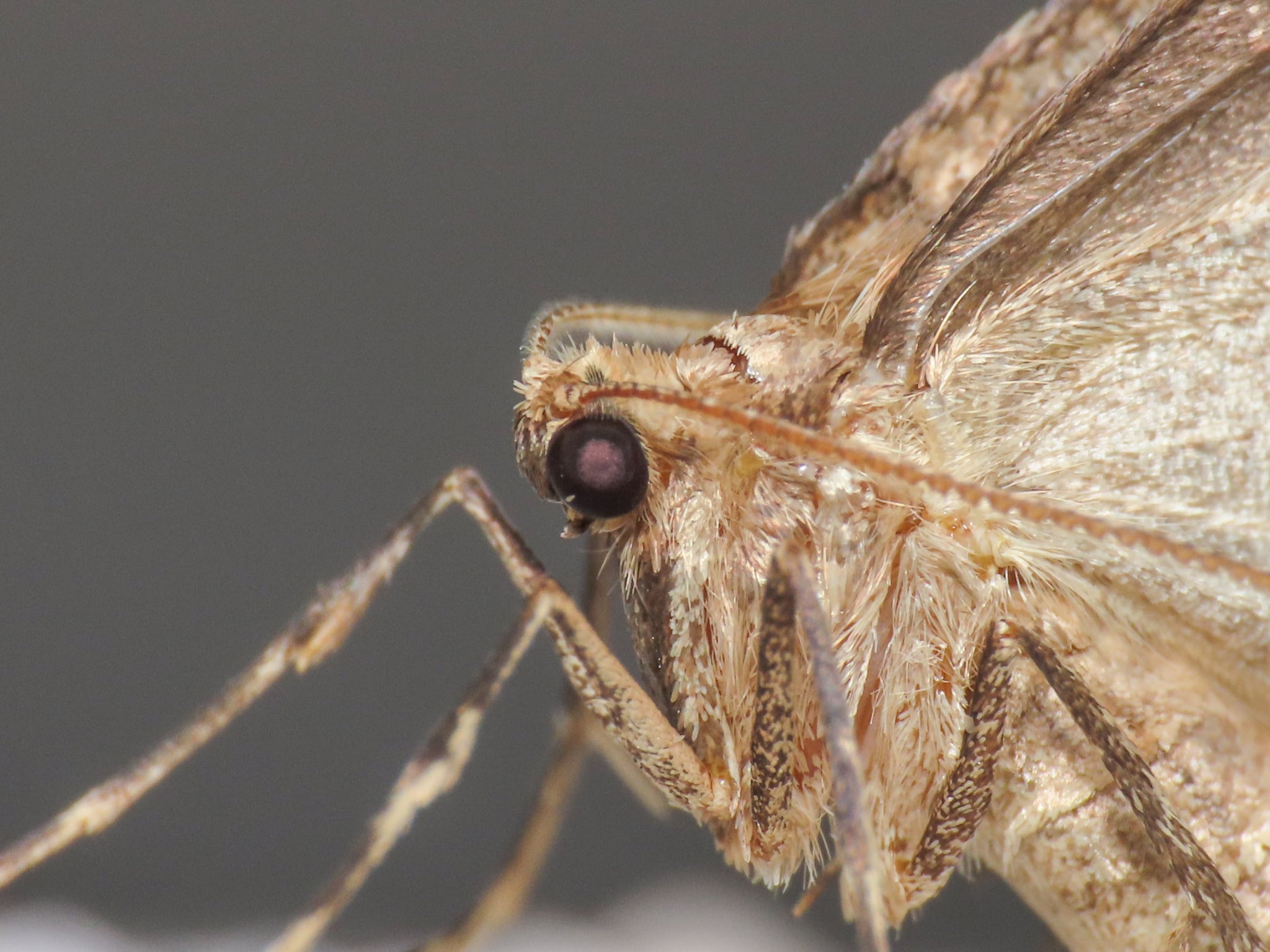 operophtera brumata 342249294 operophtera brumata 342249294