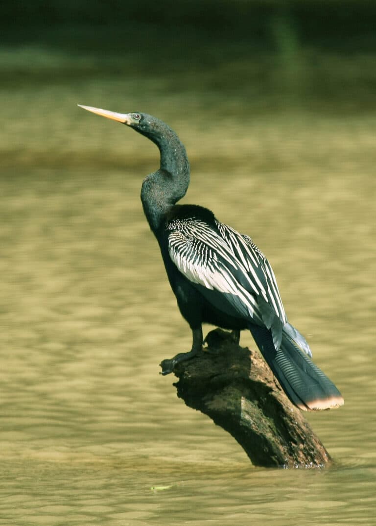 anhinga anhinga costa rica 8 anhinga anhinga costa rica 8