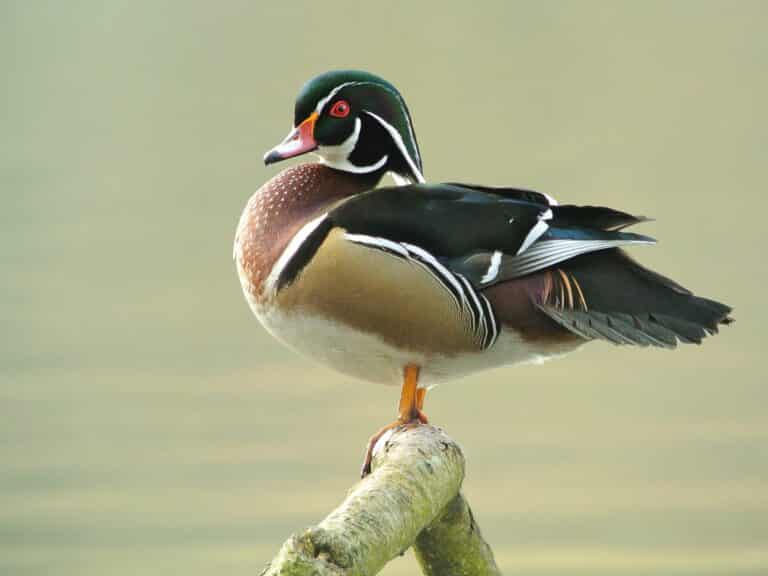 male wood duck (aix sponsa), parc du rouge cloître, brussels (6973269405) male wood duck (aix sponsa), parc du rouge cloître, brussels (6973269405)