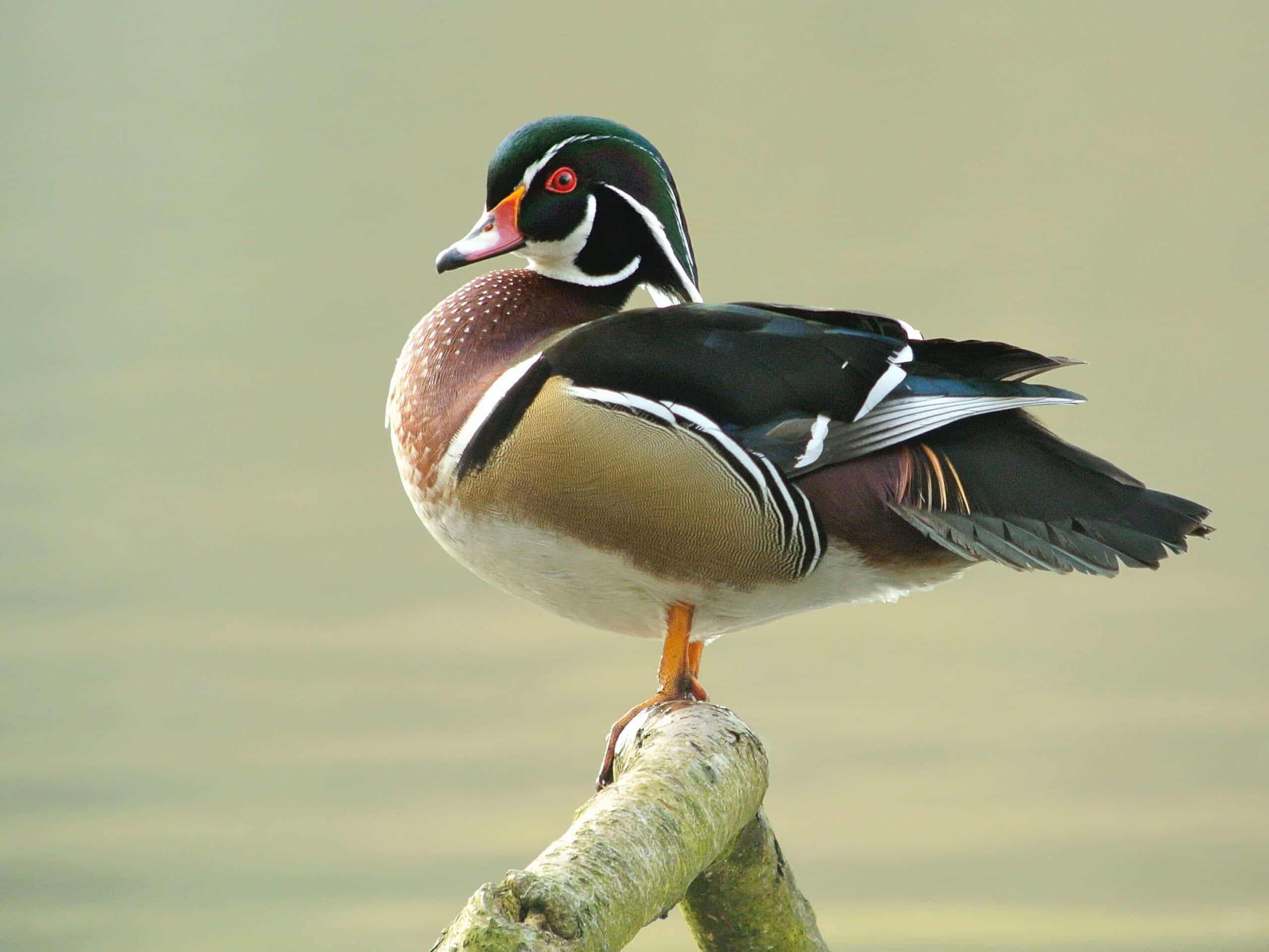 male wood duck (aix sponsa), parc du rouge cloître, brussels (6973269405) male wood duck (aix sponsa), parc du rouge cloître, brussels (6973269405)