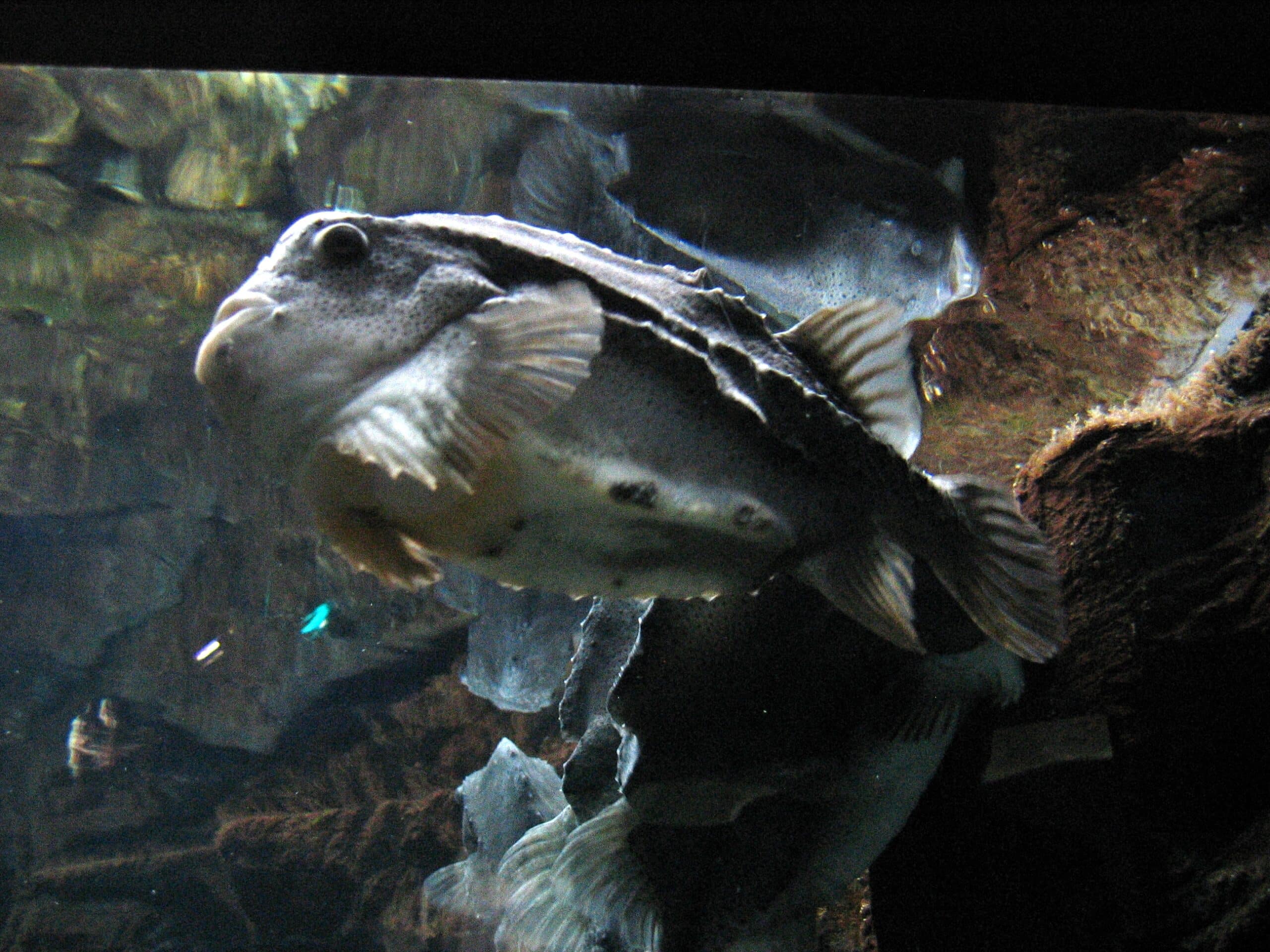 file:océanopolis les aquariums 007.jpg file:océanopolis les aquariums 007.jpg