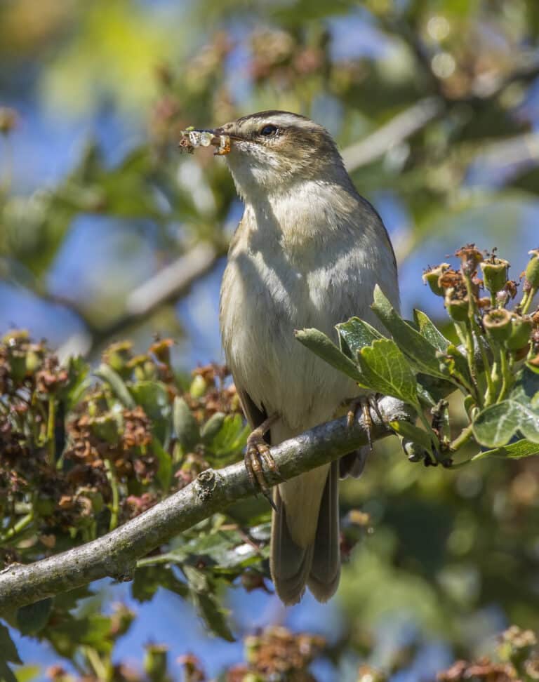 sedge warbler (acrocephalus schoenobaenus) 5