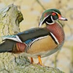 Wood Duck