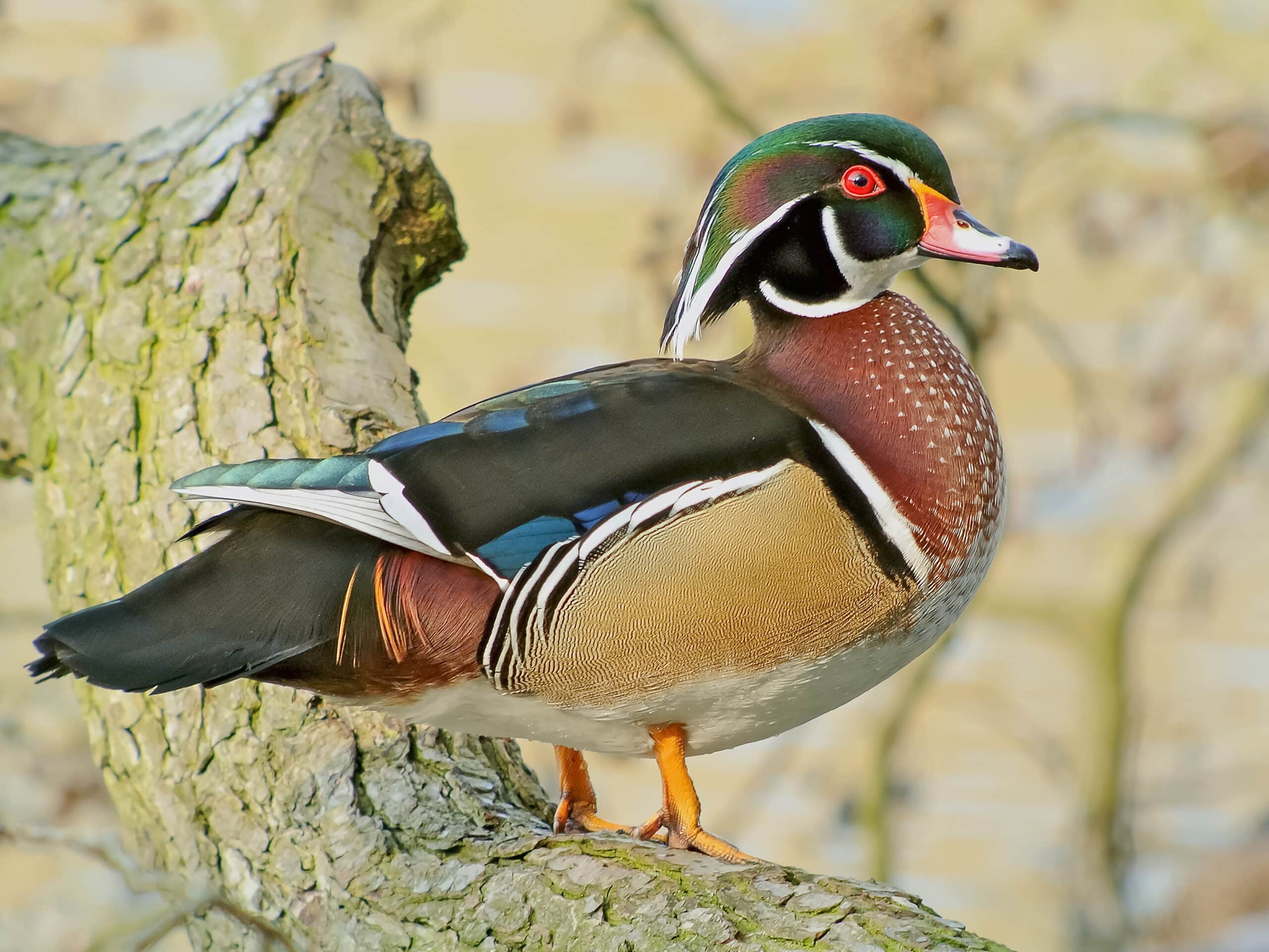 wood duck (aix sponsa), parc du rouge cloître, brussels wood duck (aix sponsa), parc du rouge cloître, brussels Wood Duck