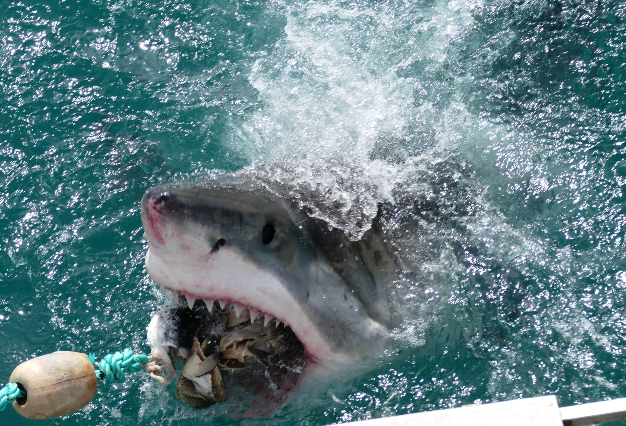 file:great white shark (carcharodon carcharias) attacking a fish lure … (30354497085).jpg file:great white shark (carcharodon carcharias) attacking a fish lure … (30354497085).jpg