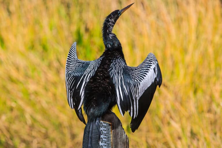 file:florida everglades anhinga (15696674697).jpg file:florida everglades anhinga (15696674697).jpg