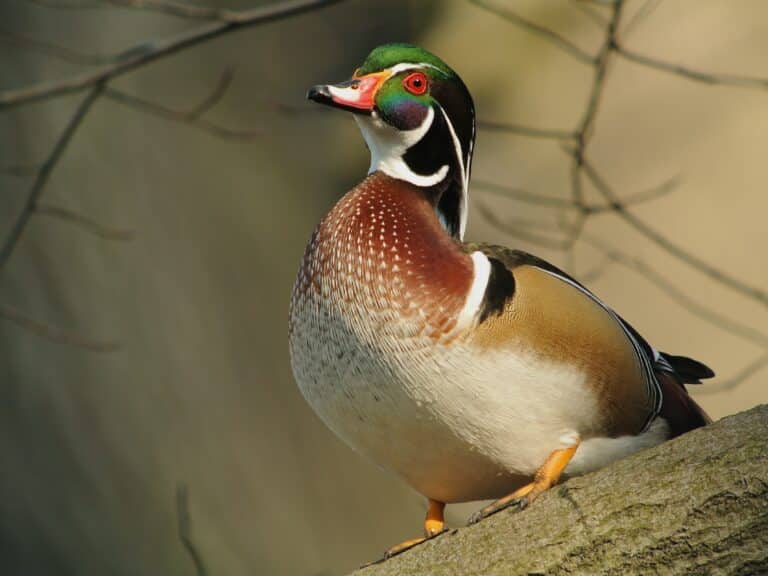 male wood duck (aix sponsa), parc du rouge cloître, brussels male wood duck (aix sponsa), parc du rouge cloître, brussels