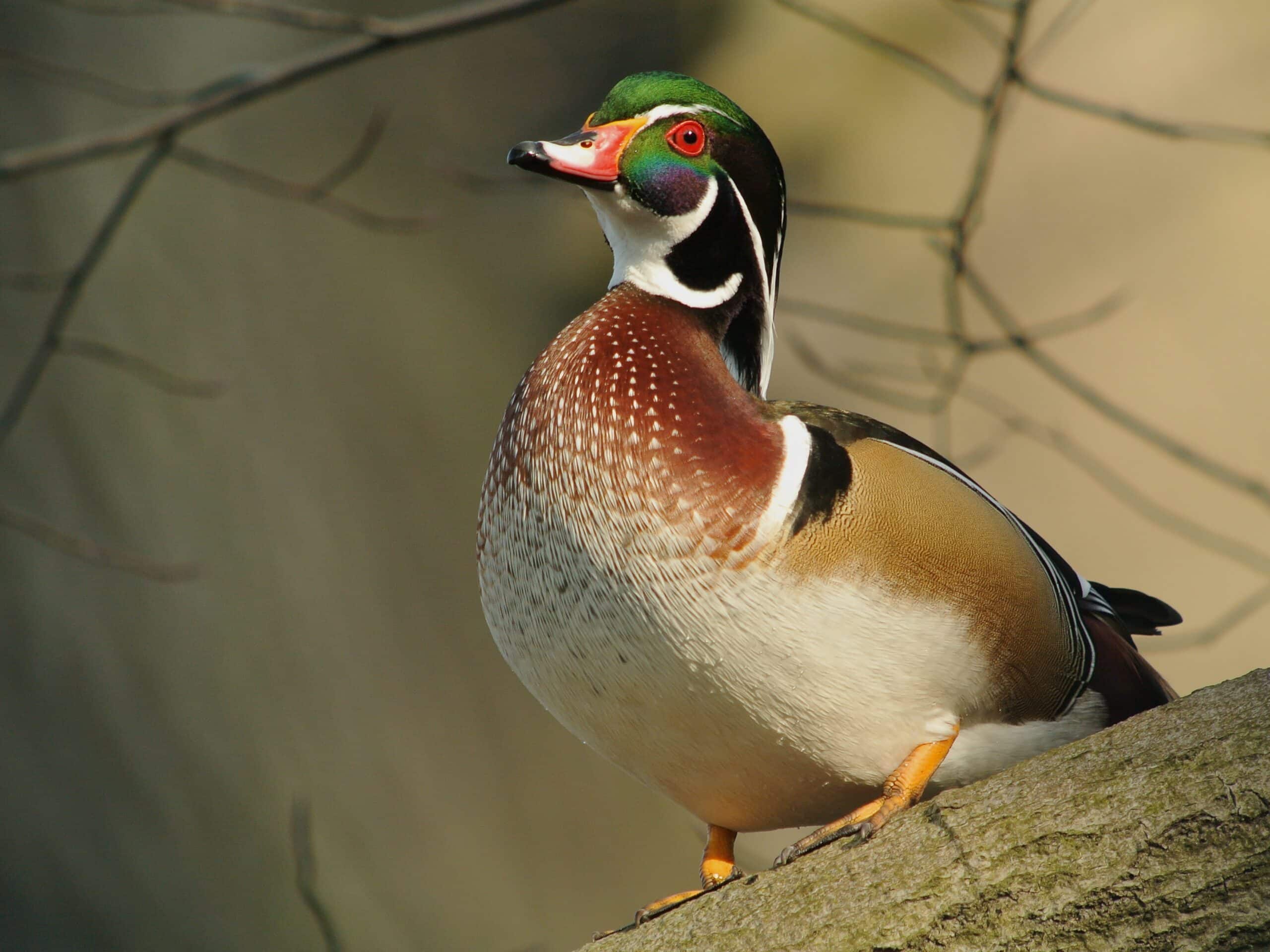 male wood duck (aix sponsa), parc du rouge cloître, brussels male wood duck (aix sponsa), parc du rouge cloître, brussels