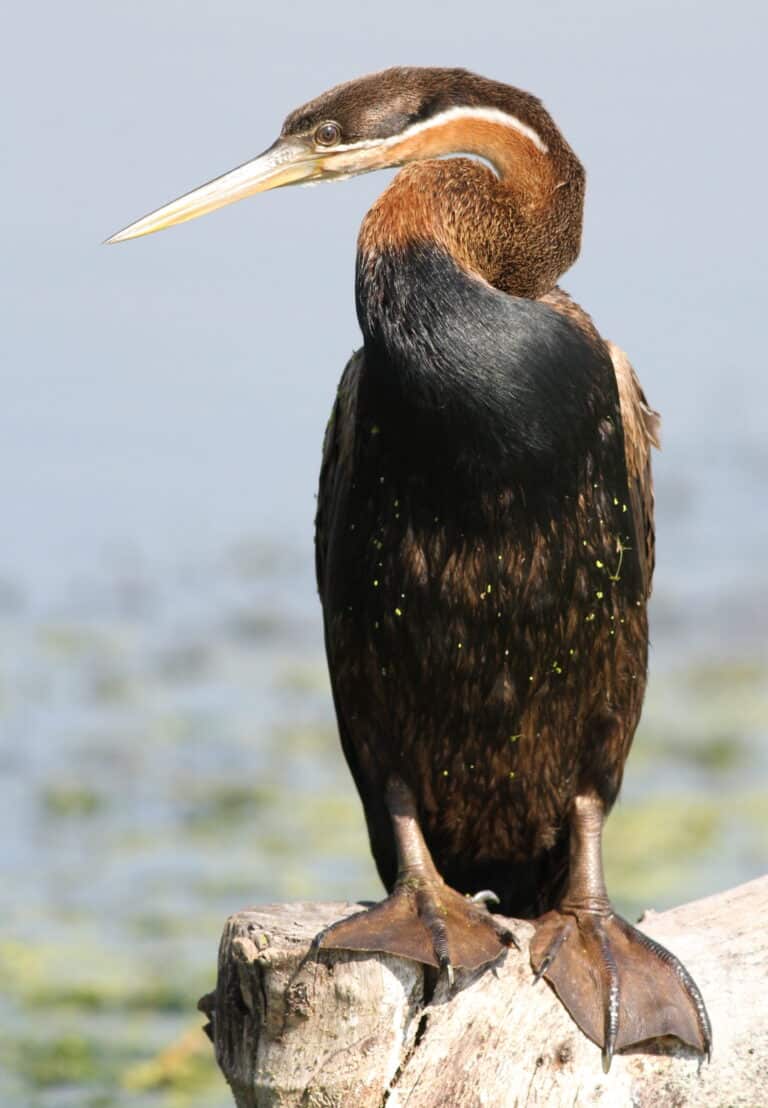african darter, anhinga rufa at marievale nature reserve, gauteng, south africa (21157049696) african darter, anhinga rufa at marievale nature reserve, gauteng, south africa (21157049696)