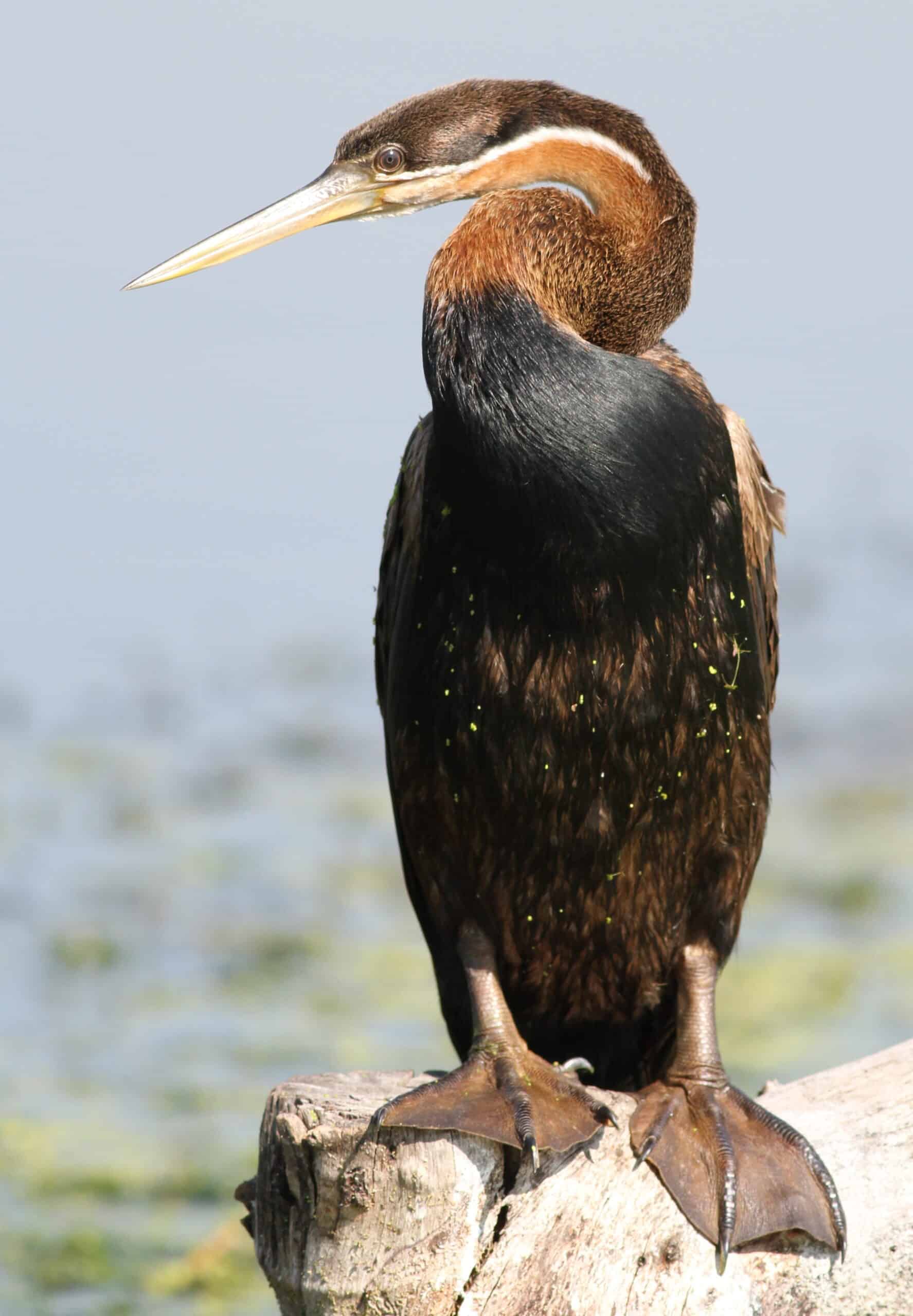 african darter, anhinga rufa at marievale nature reserve, gauteng, south africa (21157049696) african darter, anhinga rufa at marievale nature reserve, gauteng, south africa (21157049696)