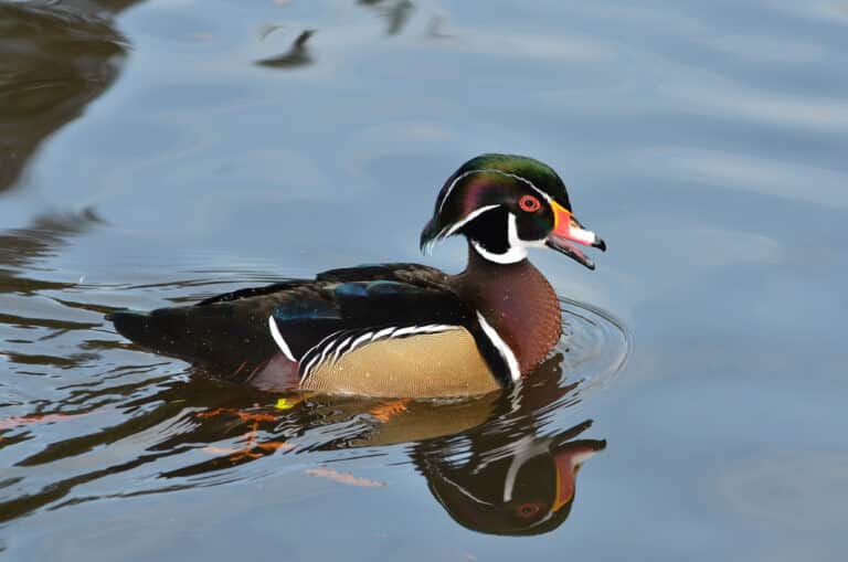 aix sponsa (wood duck brautente) weltvogelpark walsrode 2012 02 aix sponsa (wood duck brautente) weltvogelpark walsrode 2012 02