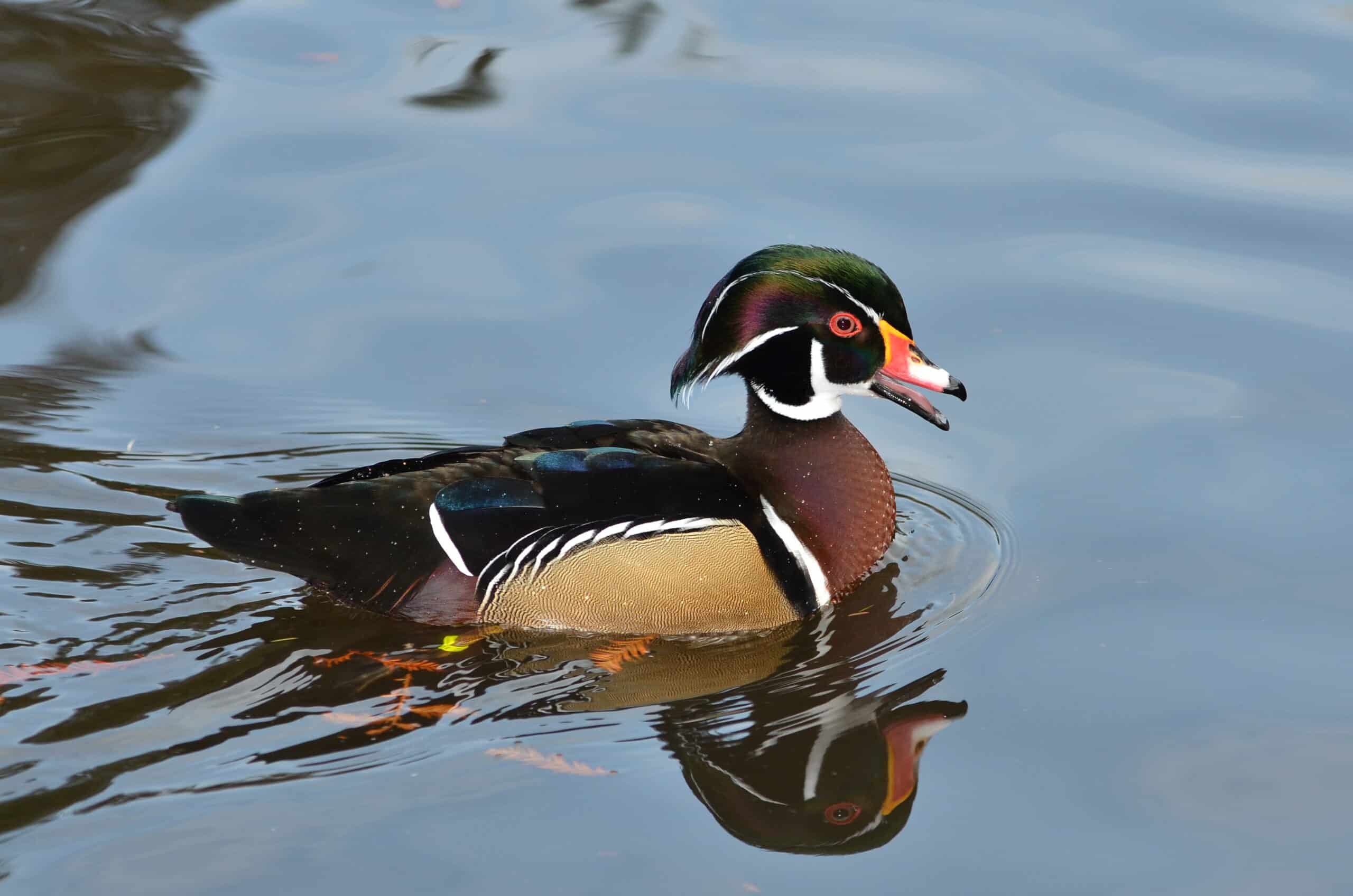 aix sponsa (wood duck brautente) weltvogelpark walsrode 2012 02 aix sponsa (wood duck brautente) weltvogelpark walsrode 2012 02