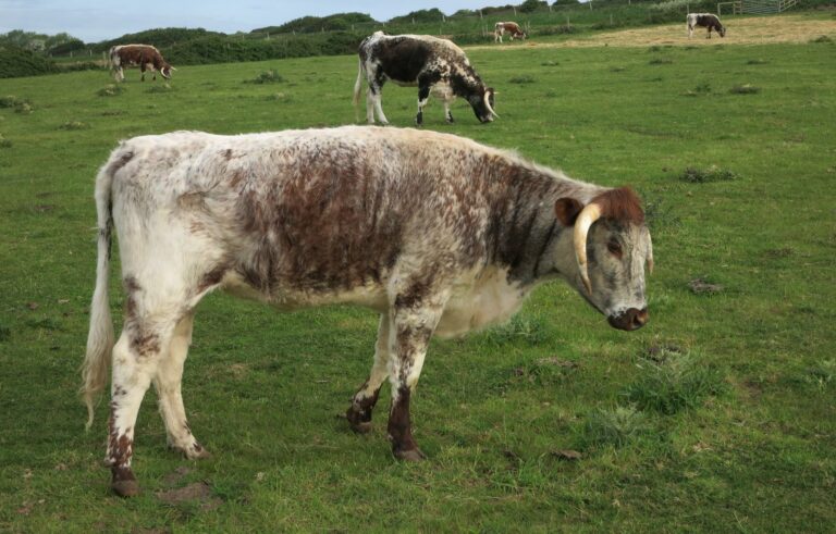 english longhorn cattle geograph.org.uk 4591349 english longhorn cattle geograph.org.uk 4591349 English Longhorn Cattle